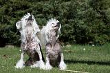 CHIEN NU CHINOIS 119
